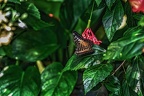 2258 - vienna - butterfly house