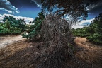 090-westruper heide