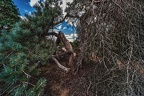 091-westruper heide