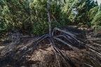 095-westruper heide