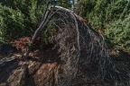 097-westruper heide