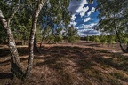 106-westruper heide