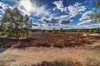 117-westruper heide