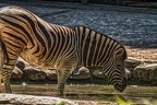 079-duisburg zoo