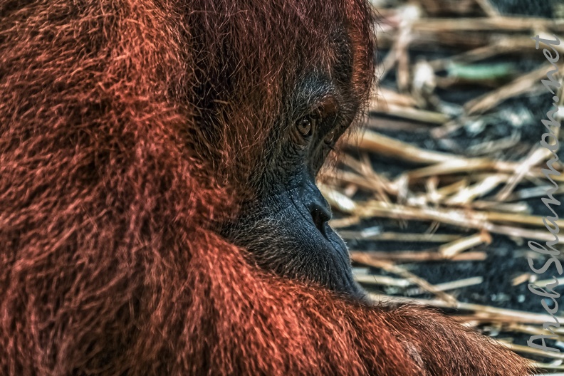 0189-dortmund zoo