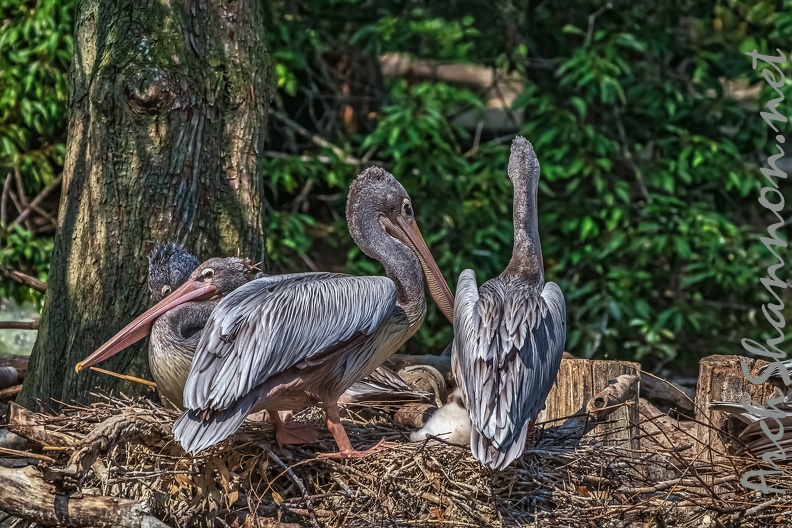 001-pelicans.jpg