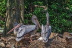 001-pelicans