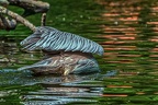 002-pelicans