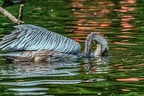 003-pelicans