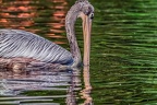 004-pelicans