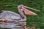 006-pelicans