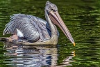 008-pelicans