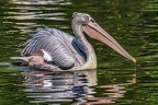 009-pelicans