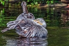 010-pelicans