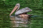 013-pelicans