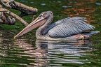 014-pelicans