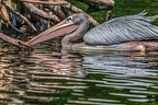 015-pelicans