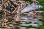 016-pelicans
