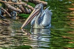 017-pelicans