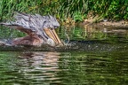 019-pelicans