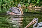 020-pelicans