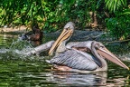 022-pelicans
