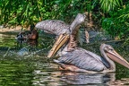 023-pelicans