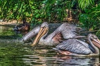 024-pelicans