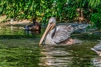 025-pelicans