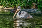 027-pelicans
