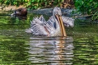 028-pelicans
