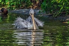 029-pelicans
