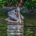 030-pelicans