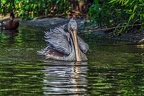 030-pelicans