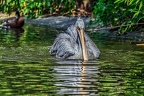 031-pelicans