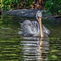 032-pelicans