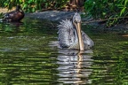 033-pelicans