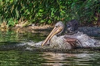 039-pelicans