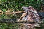 040-pelicans