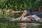 041-pelicans