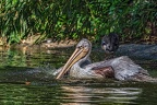 043-pelicans