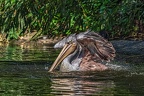 044-pelicans