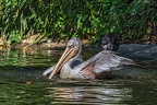 045-pelicans