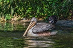 046-pelicans