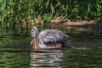048-pelicans