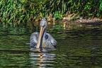 050-pelicans