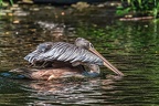 051-pelicans