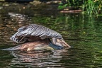 052-pelicans