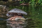 053-pelicans
