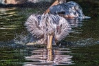054-pelicans